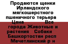 Продаются щенки Ирландского мягкошерстного пшеничного терьера › Цена ­ 30 000 - Все города Животные и растения » Собаки   . Башкортостан респ.,Мечетлинский р-н